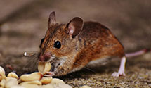 24 Hour & Emergency Exterminators in Pascagoula, MS